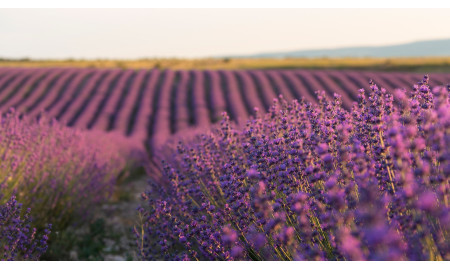 Creando tranquilidad: Delicias de lavanda hechas a mano para la máxima relajación!