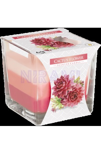  Flor cactus - Rainbow Jar Vela